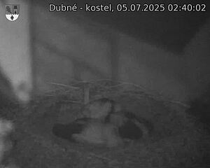 Capi_Dubne_20250705_024002.jpg (1350 x 1080)