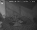 Capi_Dubne_20250705_024503.jpg