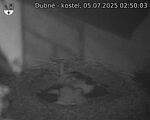 Capi_Dubne_20250705_025003.jpg