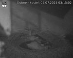 Capi_Dubne_20250705_031502.jpg
