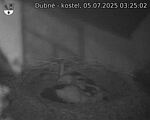 Capi_Dubne_20250705_032502.jpg