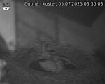 Capi_Dubne_20250705_033003.jpg