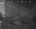 Capi_Dubne_20250705_033502.jpg