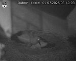 Capi_Dubne_20250705_034003.jpg
