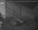 Capi_Dubne_20250705_034502.jpg