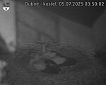 Capi_Dubne_20250705_035002.jpg