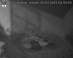 Capi_Dubne_20250705_035503.jpg