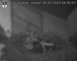 Capi_Dubne_20250705_040503.jpg