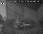 Capi_Dubne_20250705_041002.jpg