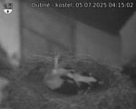 Capi_Dubne_20250705_041502.jpg