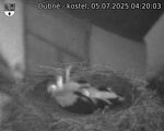 Capi_Dubne_20250705_042003.jpg