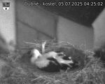 Capi_Dubne_20250705_042502.jpg