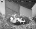 Capi_Dubne_20250705_043003.jpg