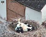 Capi_Dubne_20250705_045503.jpg