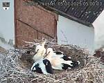Capi_Dubne_20250705_050003.jpg