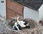 Capi_Dubne_20250705_050503.jpg