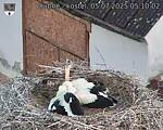 Capi_Dubne_20250705_051002.jpg