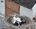 Capi_Dubne_20250705_051503.jpg