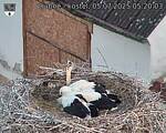 Capi_Dubne_20250705_052003.jpg