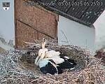 Capi_Dubne_20250705_052503.jpg