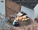 Capi_Dubne_20250705_053003.jpg
