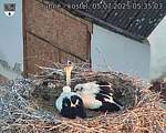 Capi_Dubne_20250705_053503.jpg