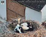Capi_Dubne_20250705_054003.jpg