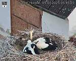 Capi_Dubne_20250705_054503.jpg