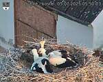 Capi_Dubne_20250705_055003.jpg