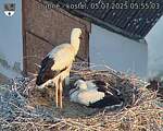 Capi_Dubne_20250705_055503.jpg