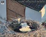Capi_Dubne_20250705_060003.jpg