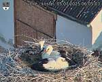 Capi_Dubne_20250705_060503.jpg