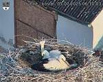 Capi_Dubne_20250705_061003.jpg