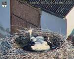 Capi_Dubne_20250705_061503.jpg