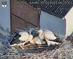 Capi_Dubne_20250705_062003.jpg