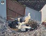 Capi_Dubne_20250705_063003.jpg