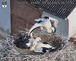 Capi_Dubne_20250705_063502.jpg