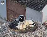 Capi_Dubne_20250705_064003.jpg