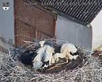 Capi_Dubne_20250705_064503.jpg