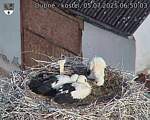Capi_Dubne_20250705_065003.jpg