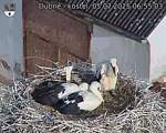 Capi_Dubne_20250705_065503.jpg