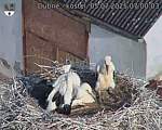 Capi_Dubne_20250705_070003.jpg