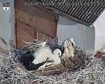 Capi_Dubne_20250705_070503.jpg