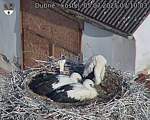 Capi_Dubne_20250705_071003.jpg