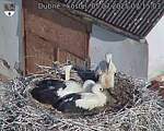 Capi_Dubne_20250705_071503.jpg