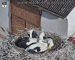 Capi_Dubne_20250705_072003.jpg