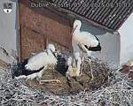 Capi_Dubne_20250705_073003.jpg