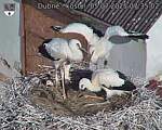 Capi_Dubne_20250705_073502.jpg