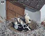 Capi_Dubne_20250705_074003.jpg