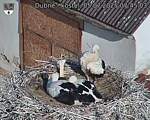 Capi_Dubne_20250705_074503.jpg
